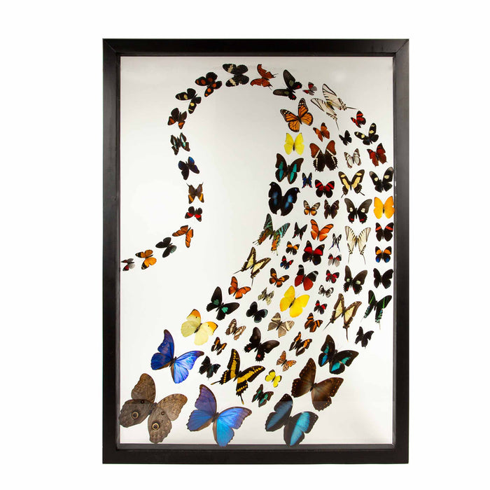 Large Framed Butterfly Swarm - 36" H