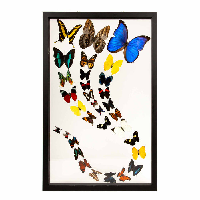 Framed Butterfly Swarm - 25" H