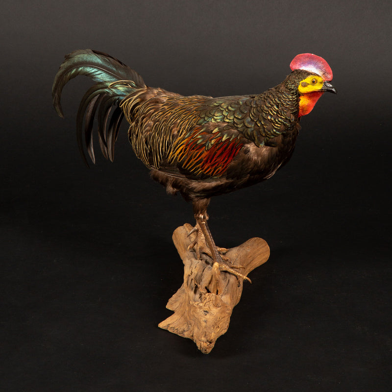 Exquisite Green Jungle Fowl Taxidermy on Natural Wooden Base