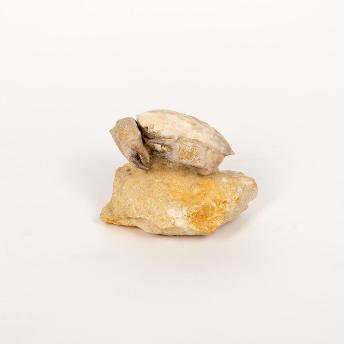 Fossilized Crab