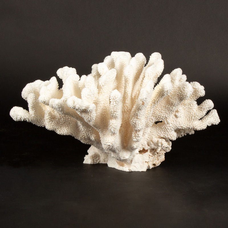 Massive Cauliflower Coral Specimen 21.5"