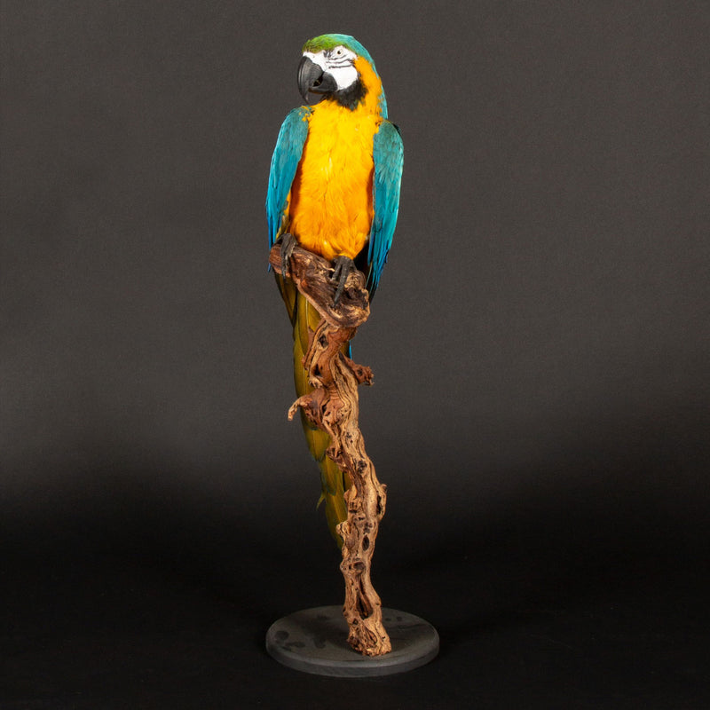 Large Taxidermy Blue and Gold or Blue-and-Yellow Macaw