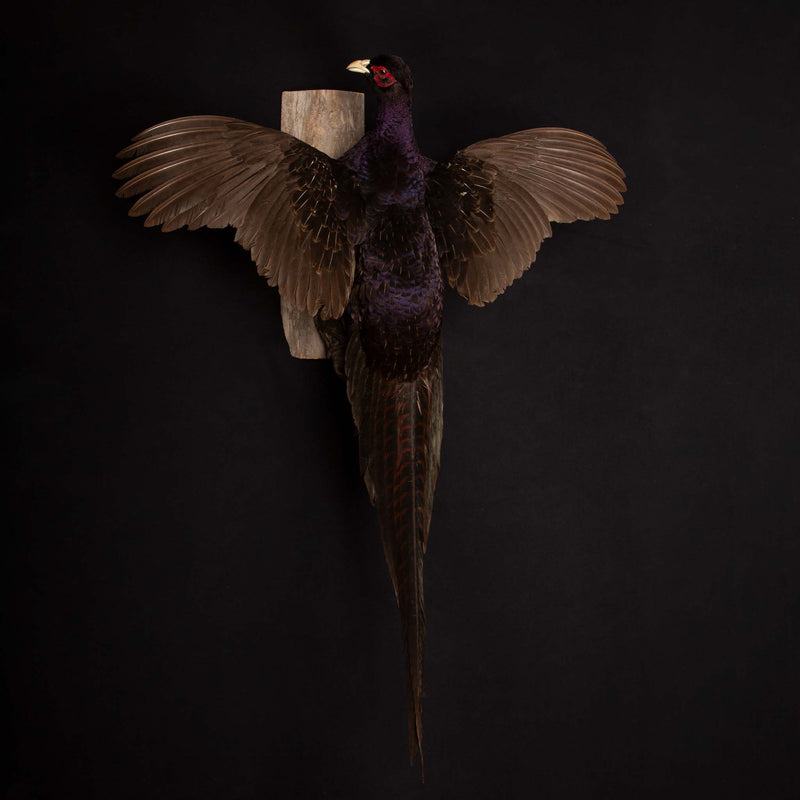 Black Mutant Reeves Pheasant