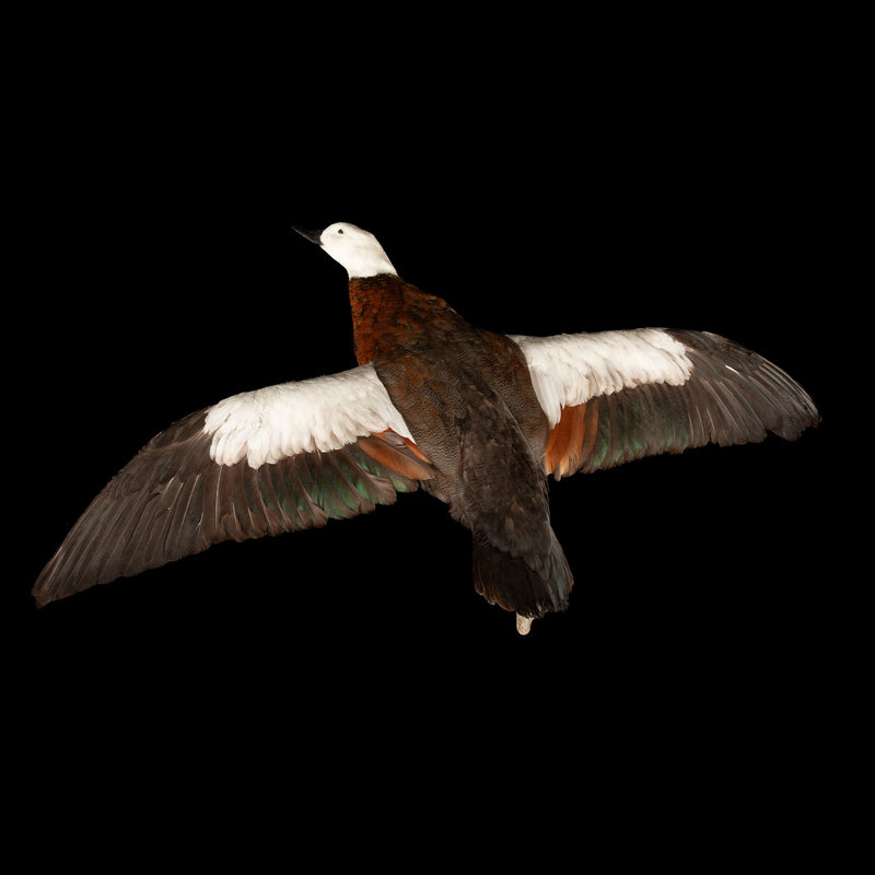 Taxidermy Paradise Shelduck in Flight (Tadorna variegata)