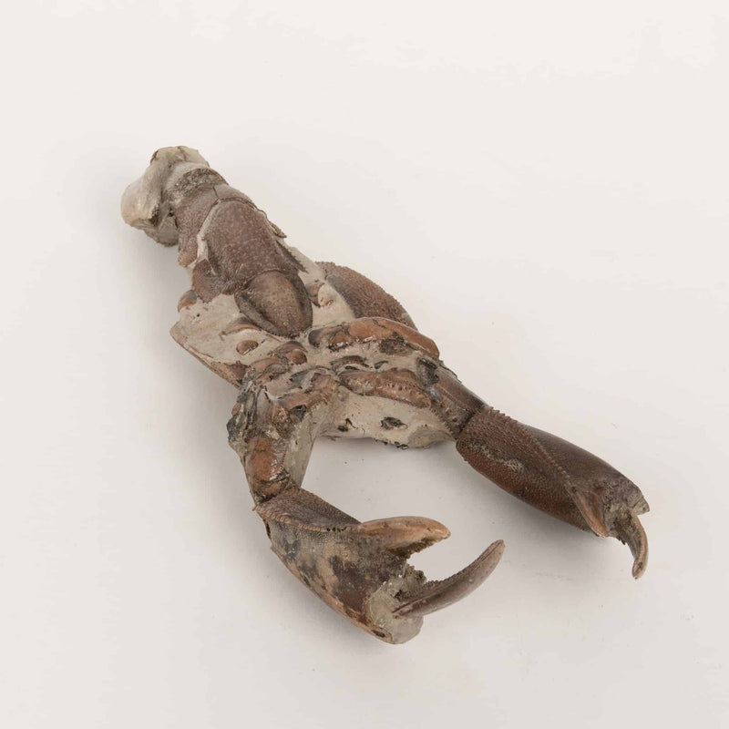 Fossilized Lobster-Like Crustacean with Complete Claws- Fossil