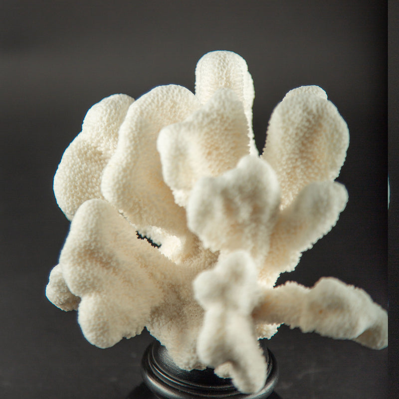 White Cat’s Paw Coral Specimen on Hand-Turned Italian Black Lacquer Pedestal