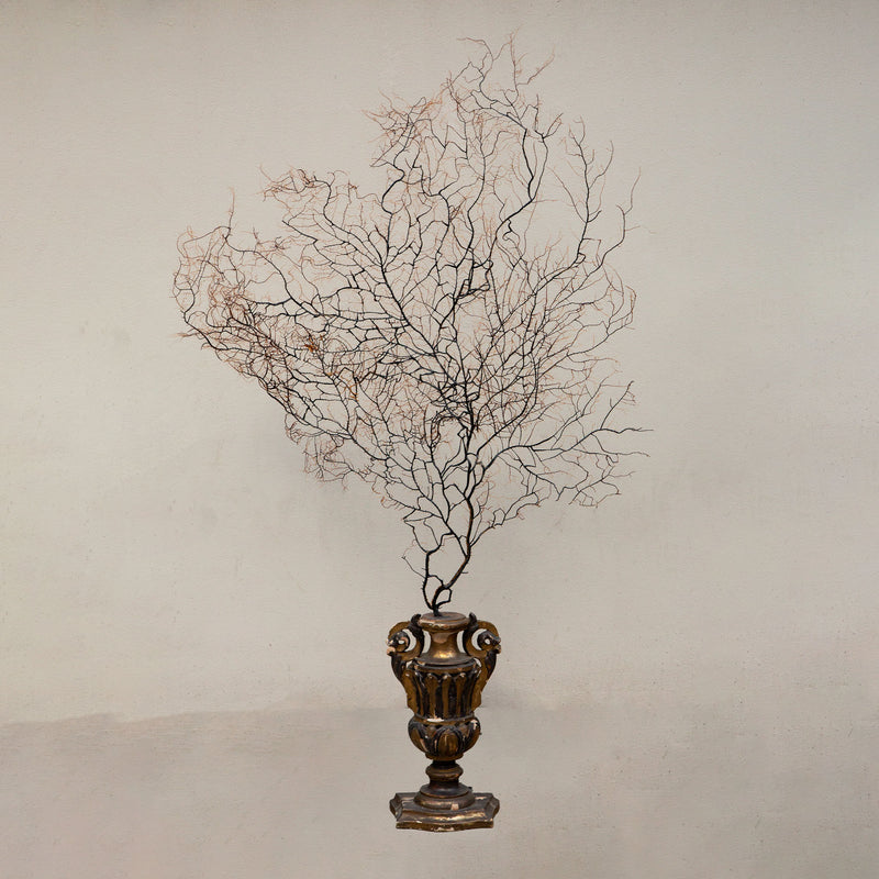 Opulent Ocean: Extra-Large Sea Fans on Antique Gilded Bases-60" High