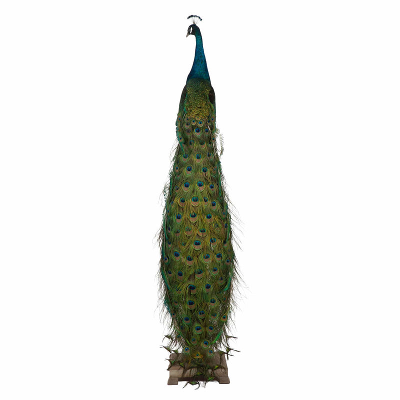 Regal Splendor: Indian Blue Peacock Taxidermy Masterpiece