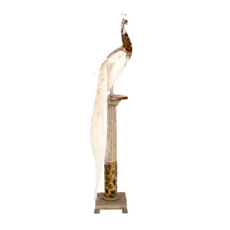 Exquisite Pied Peacock Taxidermy: A Majestic Display of Rarity and Elegance