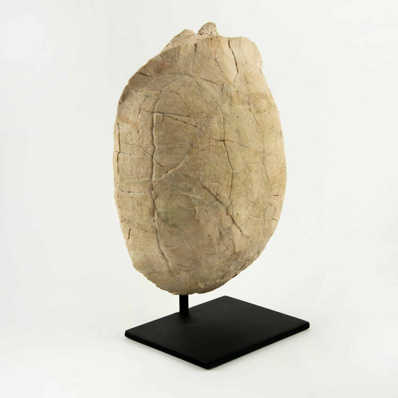 Oligocene Turtle Fossil, South Dakota