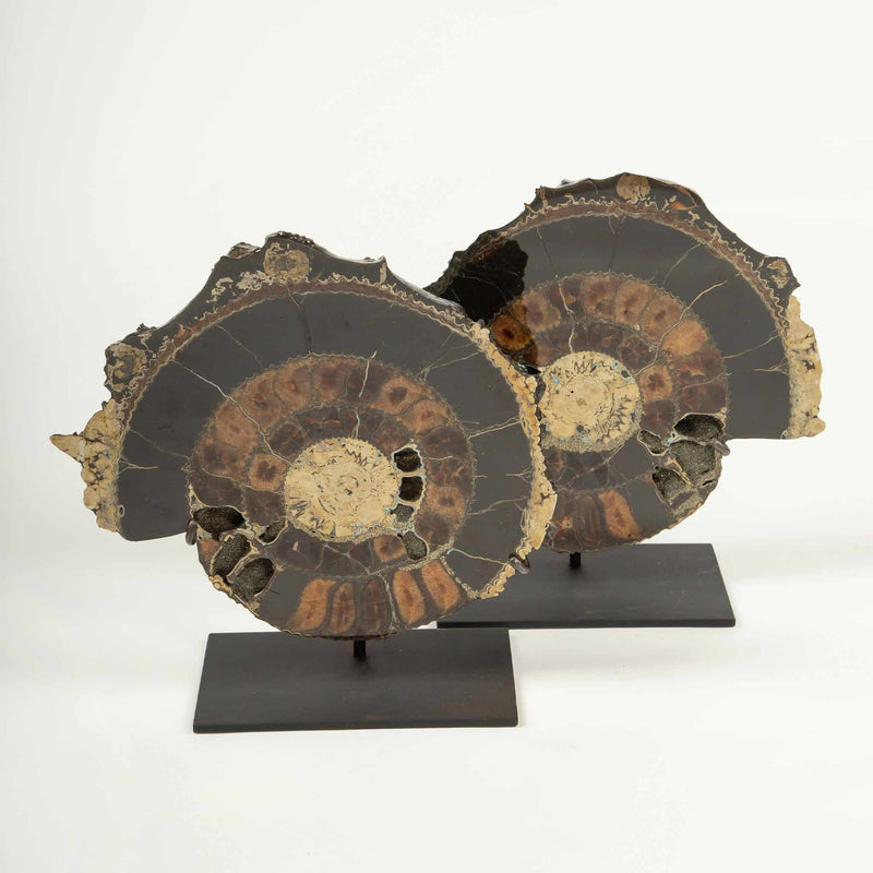 Pair of Mounted Pyritized Ammonites, 12 Inches, Mesozoic Era