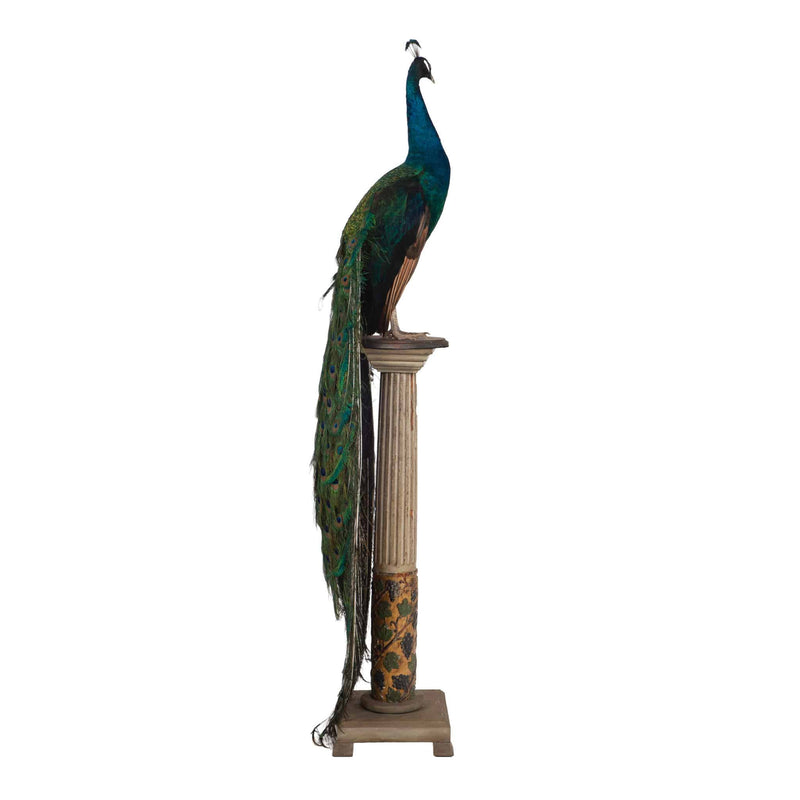 Regal Splendor: Indian Blue Peacock Taxidermy Masterpiece