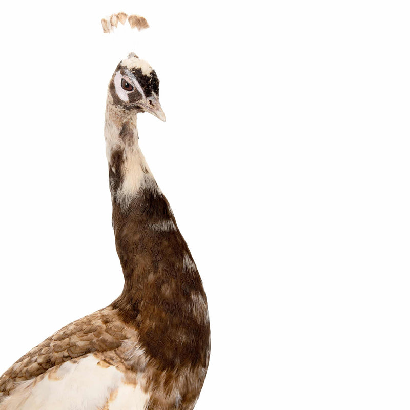 Exquisite Pied Peacock Taxidermy: A Majestic Display of Rarity and Elegance
