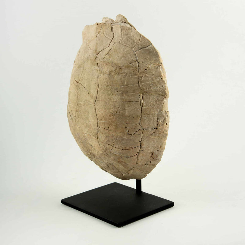 Oligocene Turtle Fossil, South Dakota