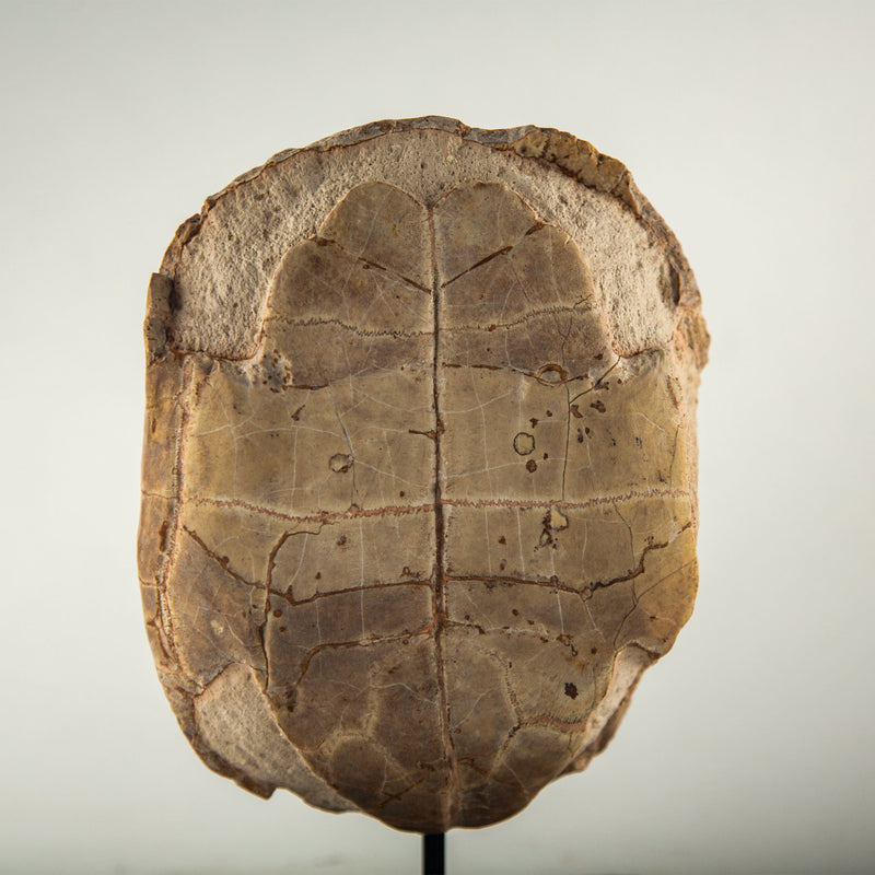 Miocene Fossilized Turtle Carapace on Iron Stand, 5–23 Million Years Old