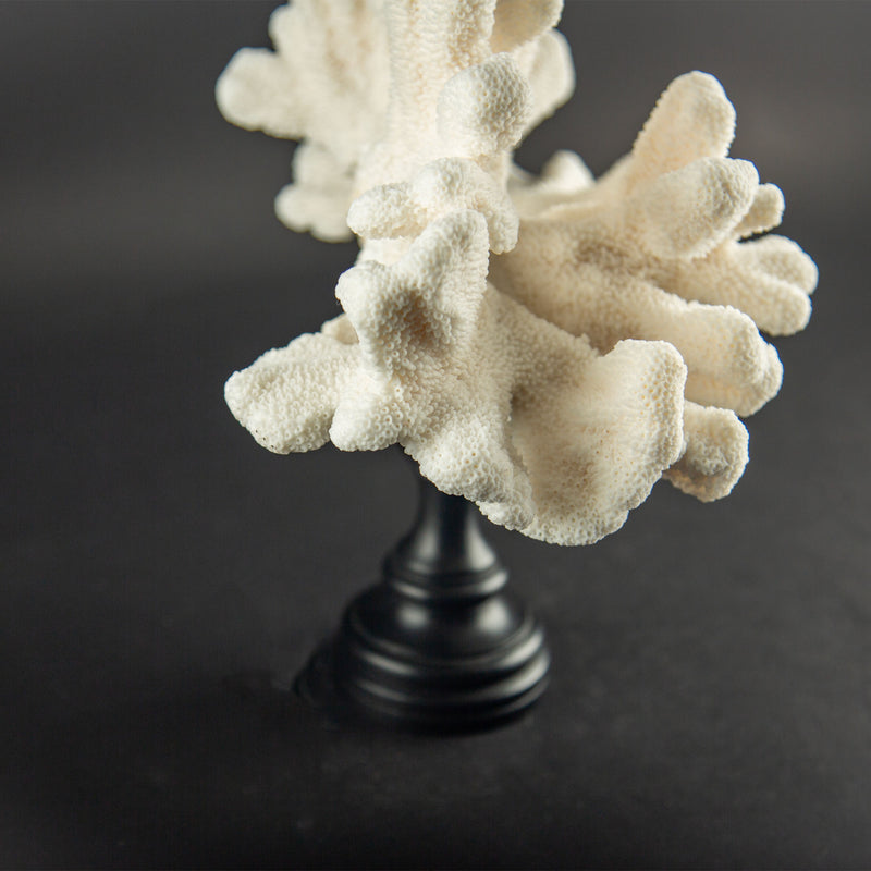 Sculptural White Cat’s Paw Coral on Italian Black Lacquer Pedestal
