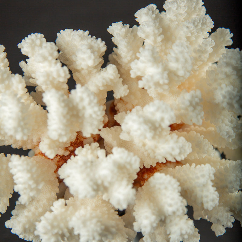 White Brown Stem Coral Specimen on Hand-Turned Italian Black Lacquer Pedestal