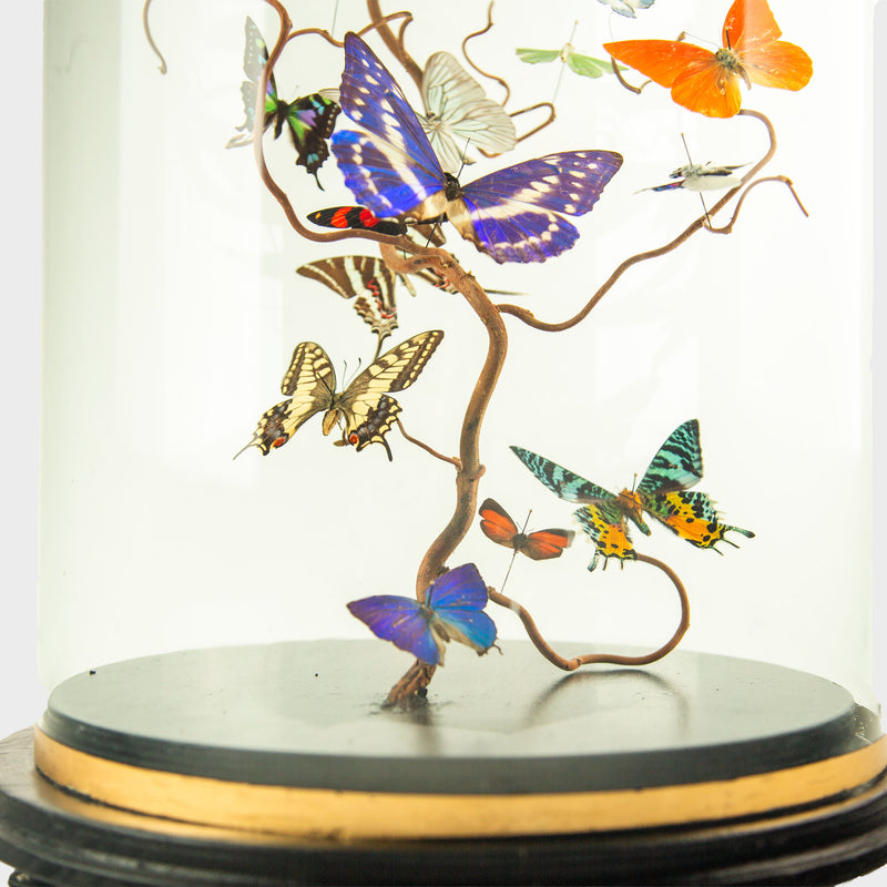 Hasharat “Summer Garden” Butterfly Specimen Display in 19th-Century Glass Dome