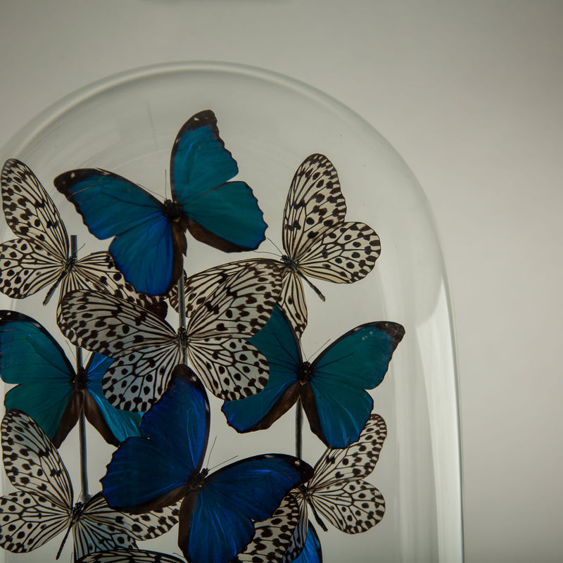 Halcyon by Hasharat: Cobalt Morpho Butterflies Under a 19th-Century Glass Dome