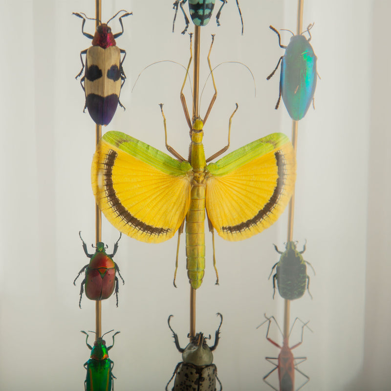 Hasharat, Totems III: Entomological Composition in a 19th-Century Glass Dome