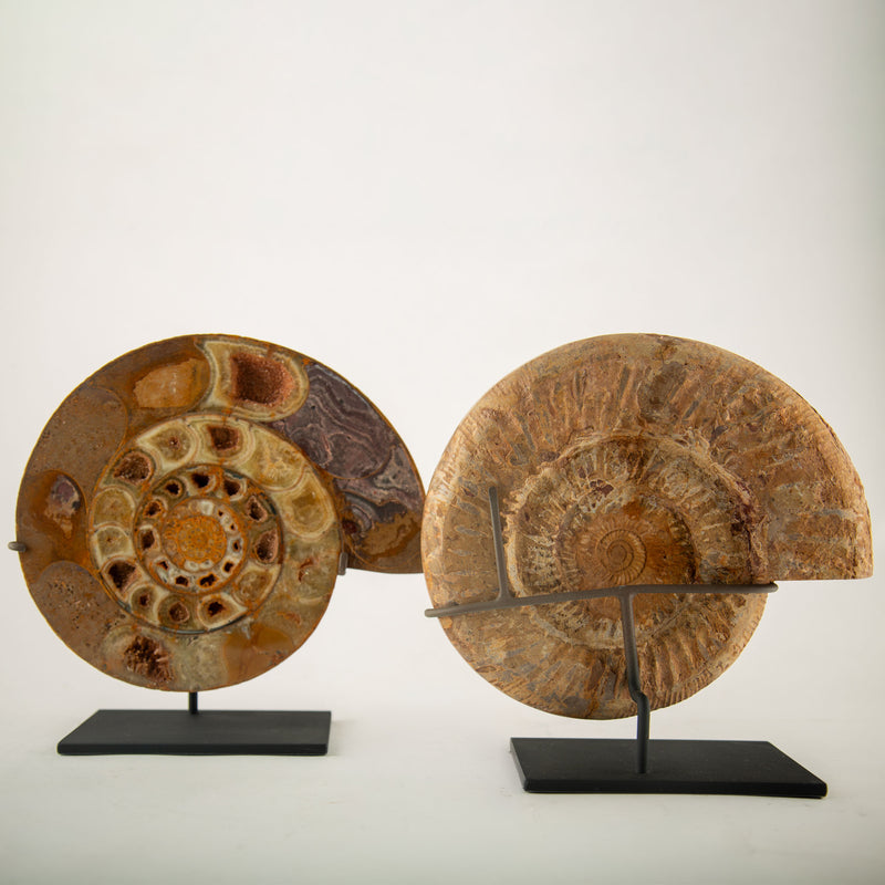 Pair of Jurassic–Cretaceous Polished Ammonite Fossils on Stands