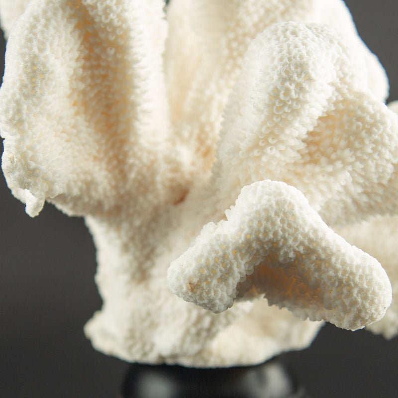 White Cat’s Paw Coral Specimen on Hand-Turned Italian Black Lacquer Pedestal