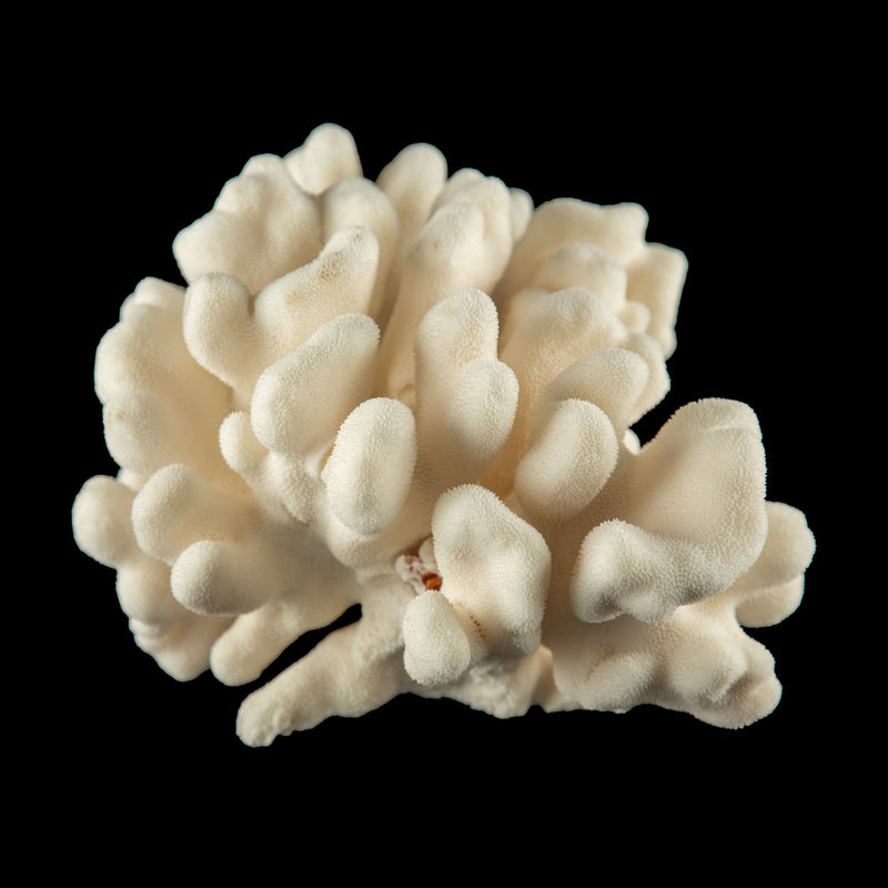 Mounted Elk Coral