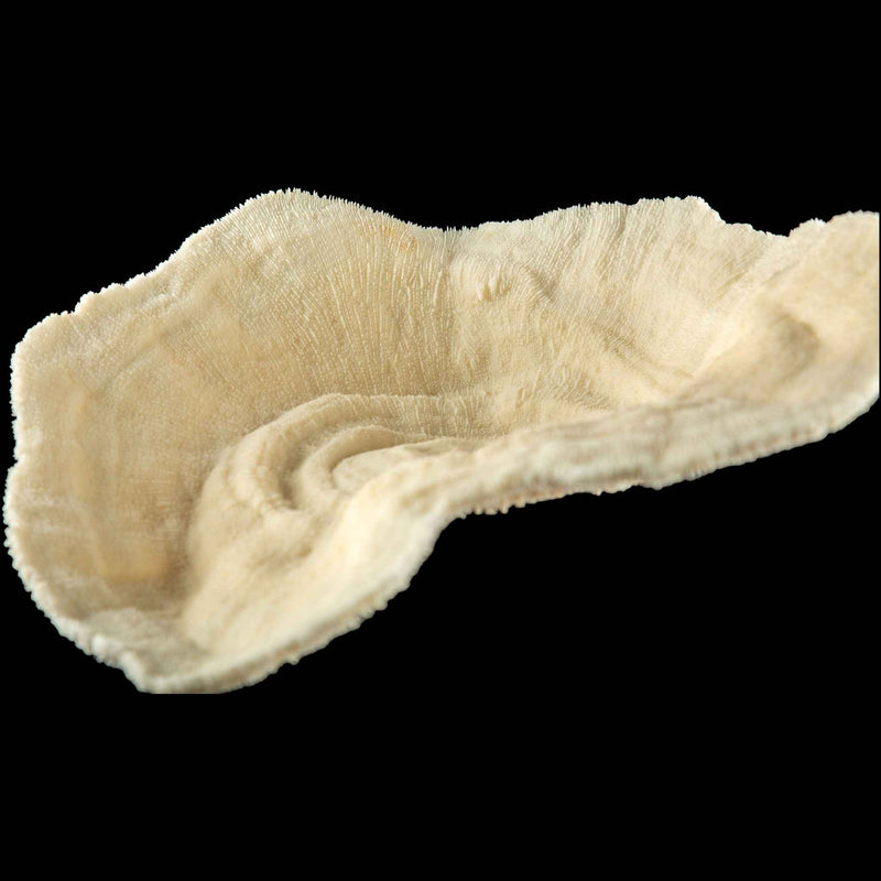 Mounted Natural Specimen of Cup Coral