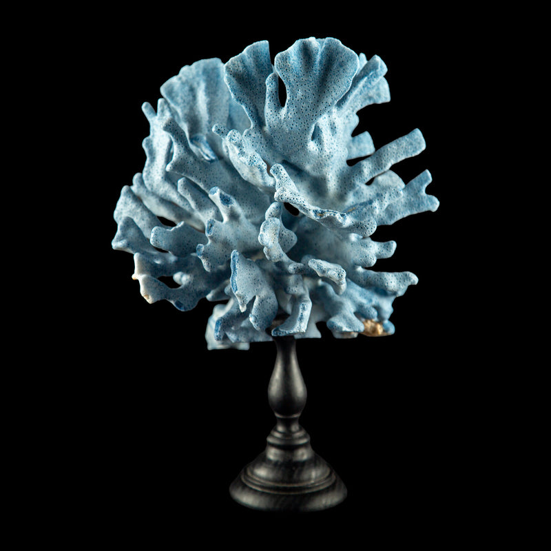 Mounted Blue Coral