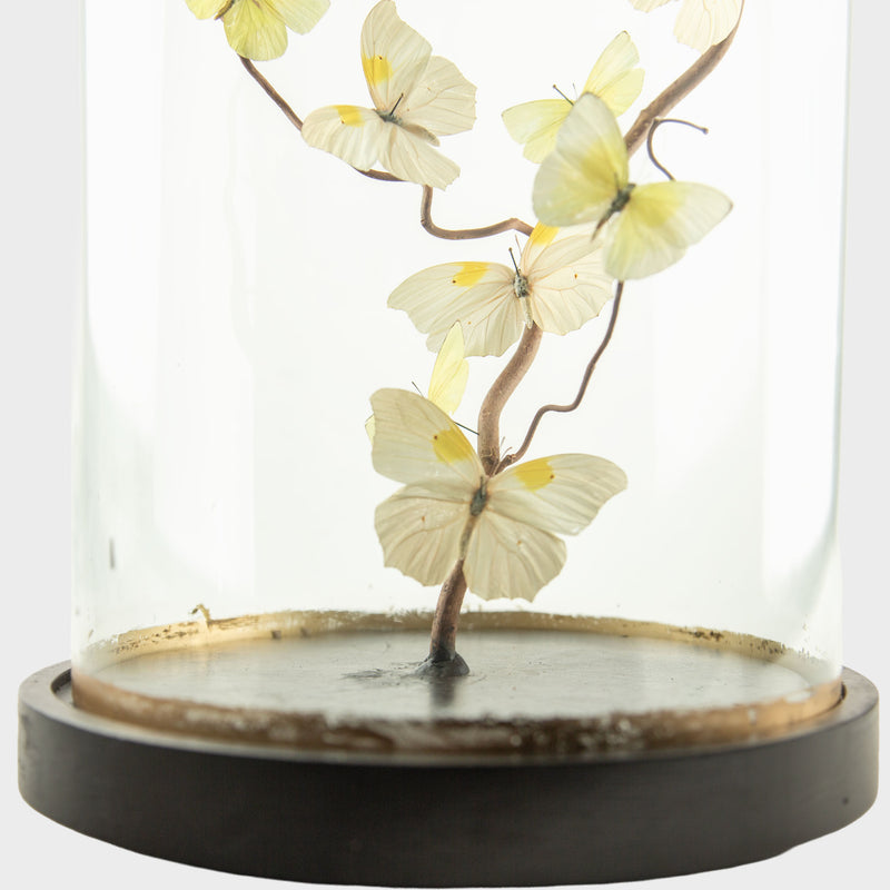 Spun Sugar by Hasharat Butterfly Specimen Display Under Glass Dome