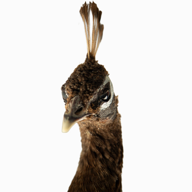 Exquisite Pied Peacock Taxidermy: A Majestic Display of Rarity and Elegance
