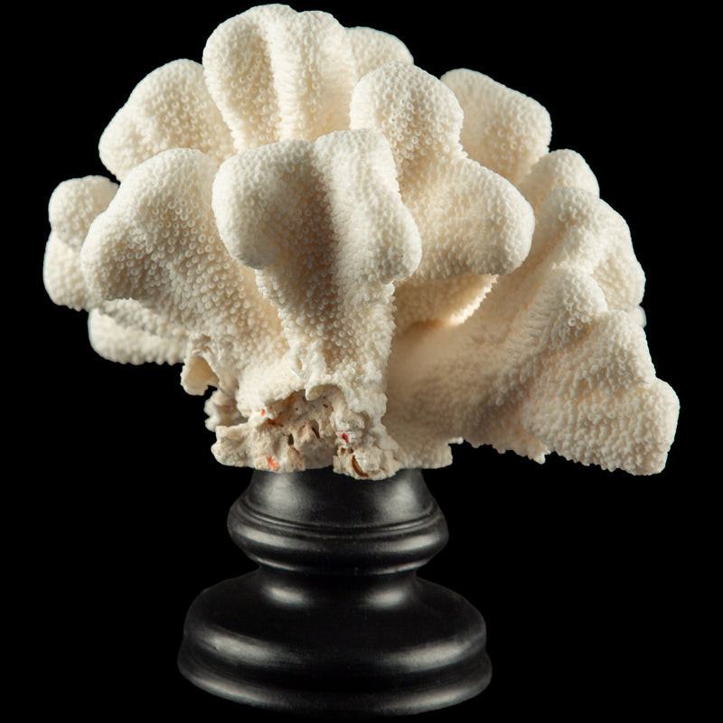 Mounted Catspaw Coral