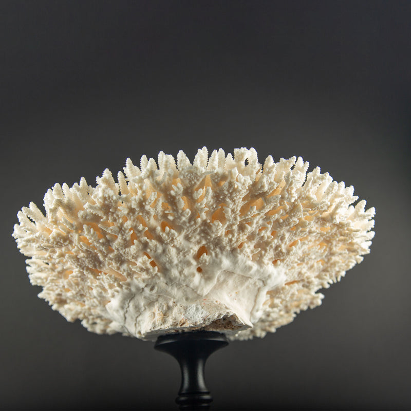 White Table Coral Specimen on Hand-Turned Italian Black Lacquer Pedestal