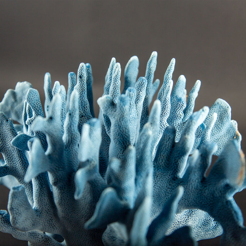 Sculptural Indo-Pacific Blue Coral Specimen with Intricate Branching Formation