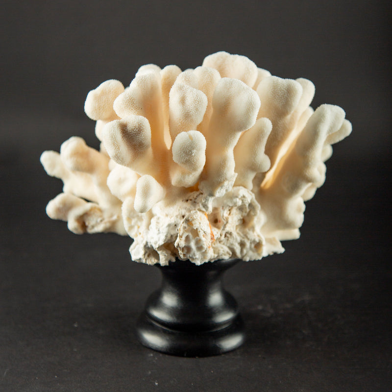 Ivory Cat’s Paw Coral Specimen on Italian Black Lacquer Pedestal