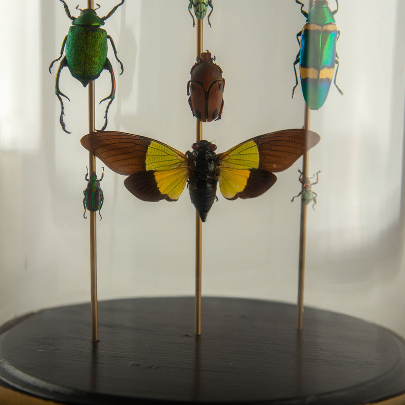 Totems II by Hasharat – Entomological Sculpture Under a 19th Century Glass Dome