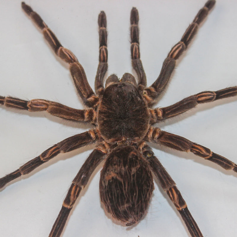 Framed Peruvian Tarantula, Lasiodorides striatus