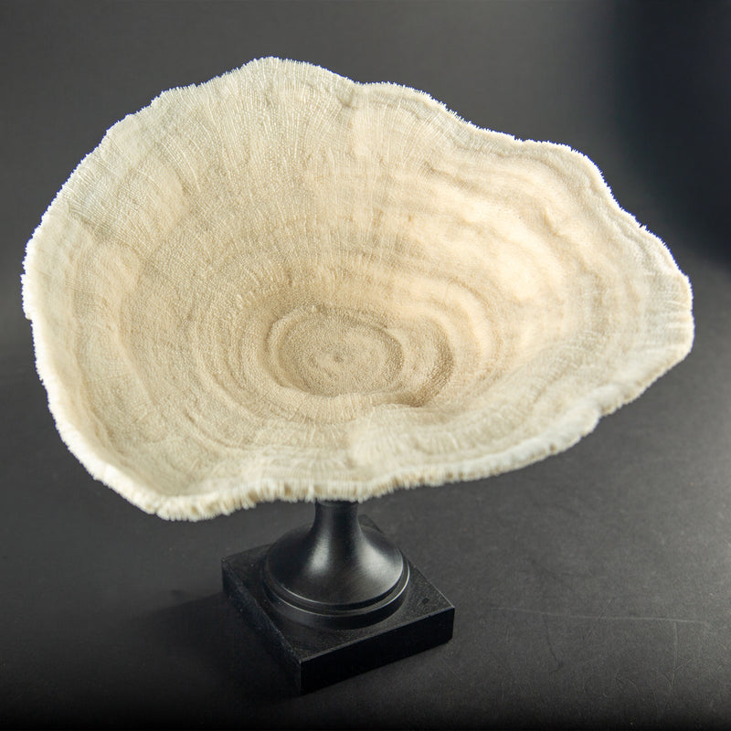 White Cup Coral on Custom Italian Black Lacquer Mount