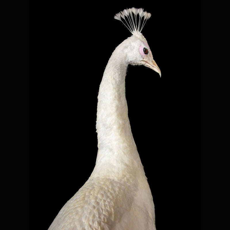 Exquisite Albino Peacock Taxidermy: A Majestic Display of Rarity and Elegance