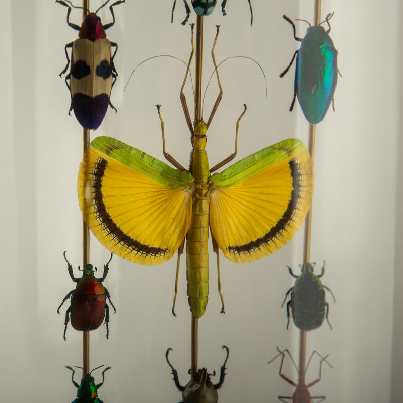 Hasharat, Totems III: Entomological Composition in a 19th-Century Glass Dome