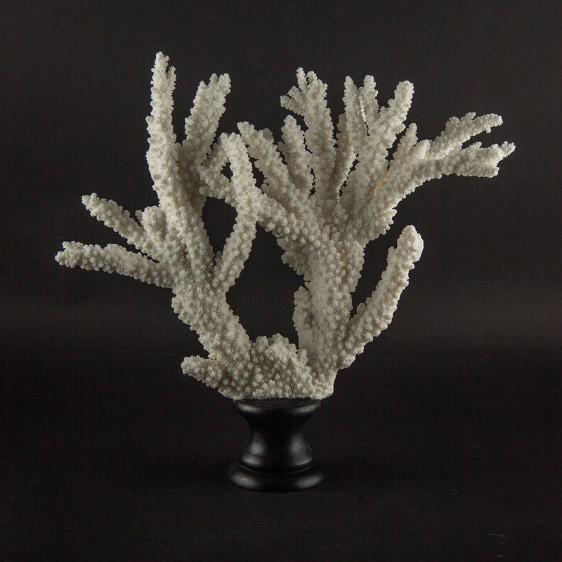 Large Mounted White Branch Coral Specimen