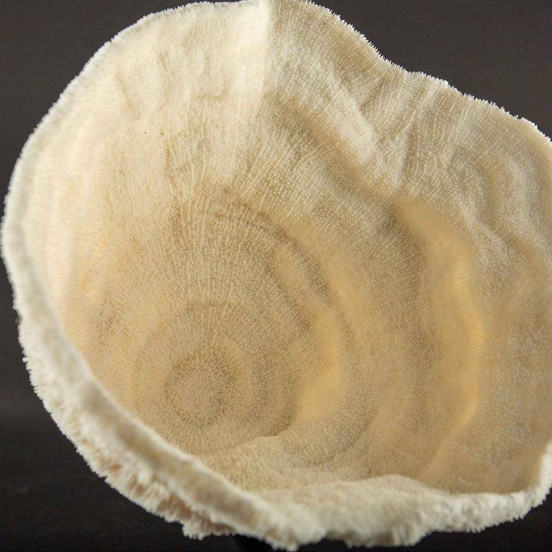 Mounted Natural Specimen of Cup Coral