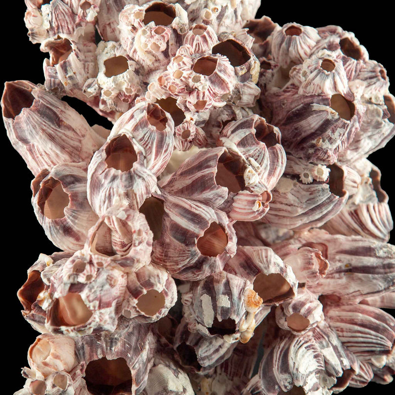 Mounted Acorn Barnacle