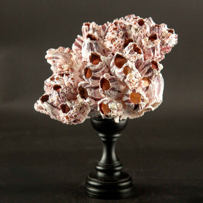 Mounted Acorn Barnacles