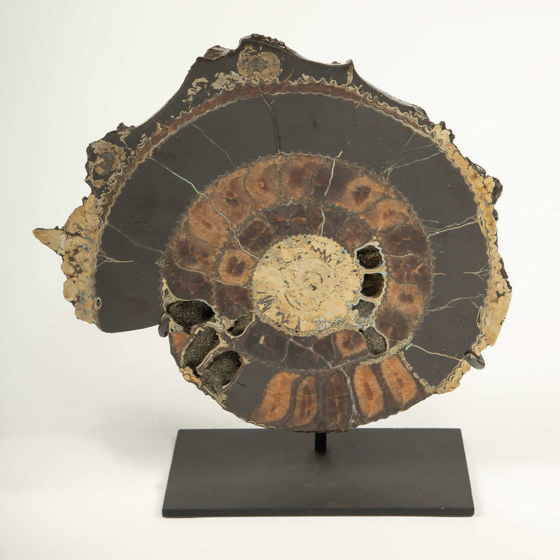 Pair of Mounted Pyritized Ammonites, 12 Inches, Mesozoic Era