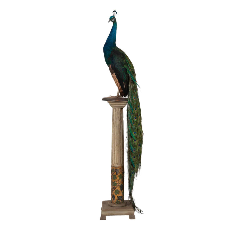 Regal Splendor: Indian Blue Peacock Taxidermy Masterpiece