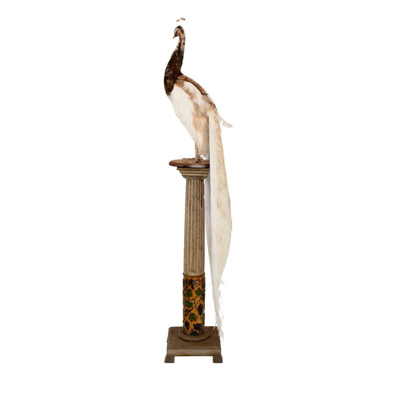 Exquisite Pied Peacock Taxidermy: A Majestic Display of Rarity and Elegance