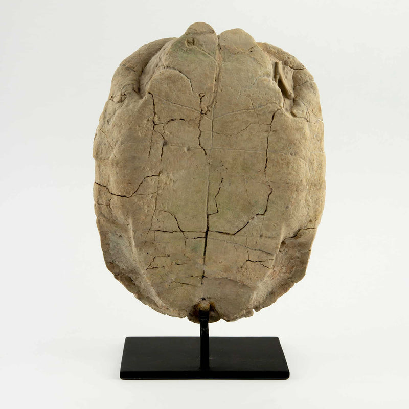Oligocene Turtle Fossil, South Dakota