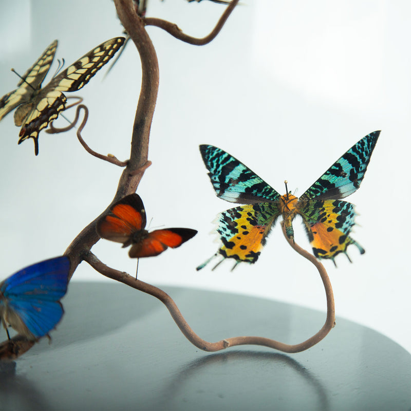 Hasharat “Summer Garden” Butterfly Specimen Display in 19th-Century Glass Dome