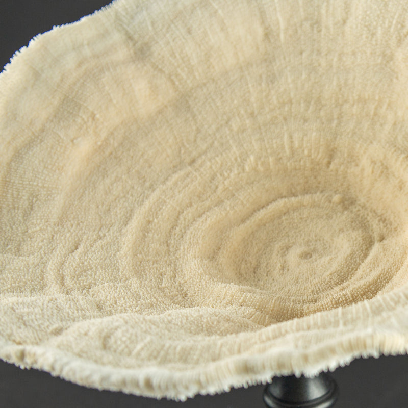 White Cup Coral on Custom Italian Black Lacquer Mount